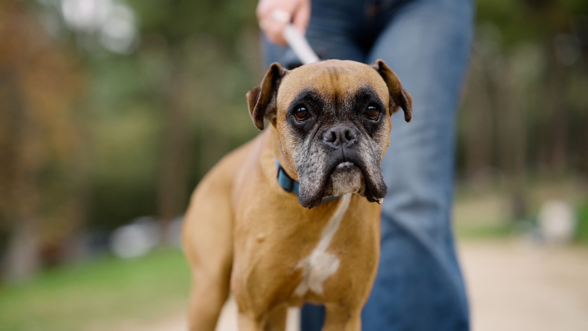 ボクサーの性格を理解して、最高のパートナーになろう